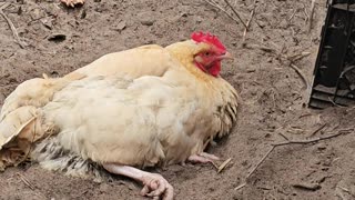 OMC! She still there in the dirt - This girl cannot get enough! 😂🤣 #chickens #dirt #bathing #shorts