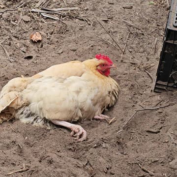 OMC! She still there in the dirt - This girl cannot get enough! 😂🤣 #chickens #dirt #bathing #shorts