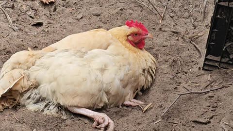 OMC! She still there in the dirt - This girl cannot get enough! 😂🤣 #chickens #dirt #bathing #shorts