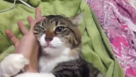 A cat prevents its owner from pulling his hand