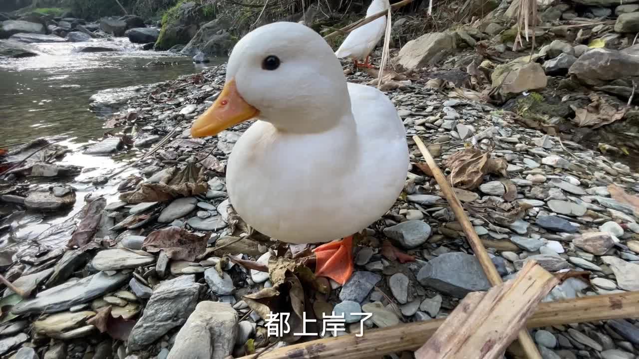 养了这样一只柯尔鸭乐趣很多It's a lot of fun to raise such a Cole duck.