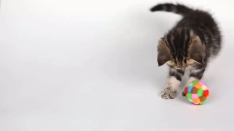 Cute kitten playing colorful ball