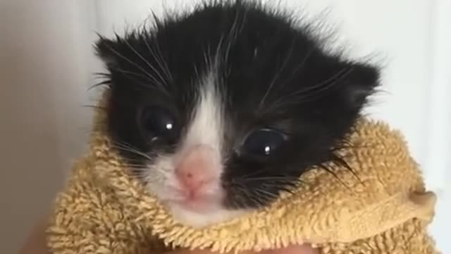 kitten in towel meme