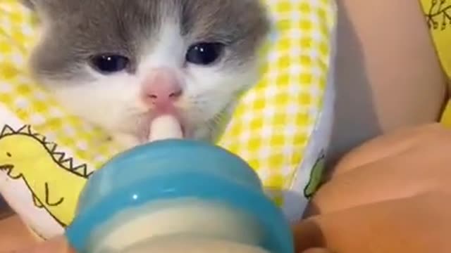 Cute Little Kitten Messy drinking milk