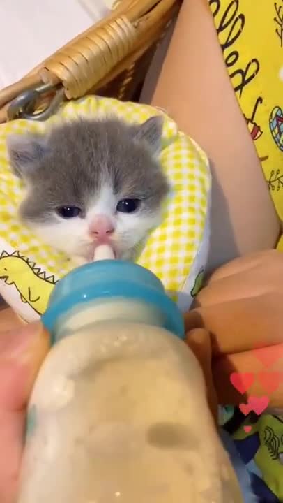 Cute Little Kitten Messy drinking milk