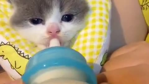 Cute Little Kitten Messy drinking milk