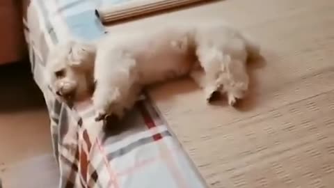 Best Funny Animal Videos 2022 😂 - Funniest Home Work After Dog Sleeping Videos 😻