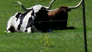 Long Horns in the Shopping Malls