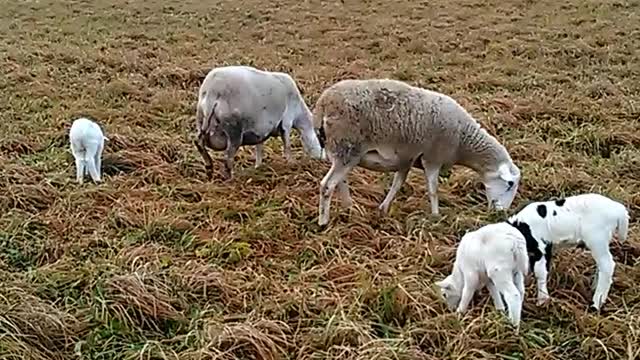 Lambs with Moms