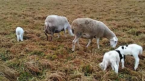 Lambs with Moms