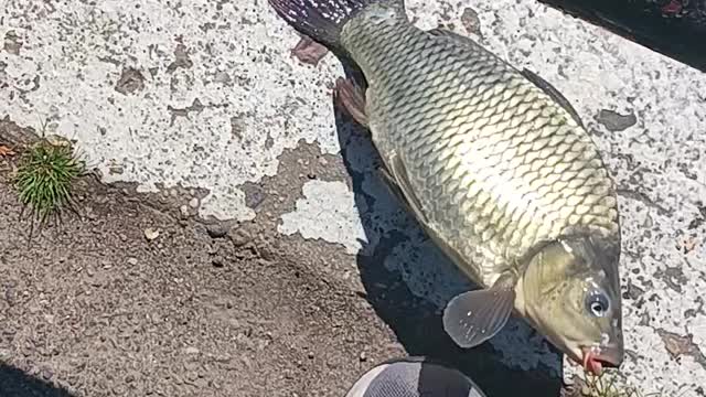 Common carp