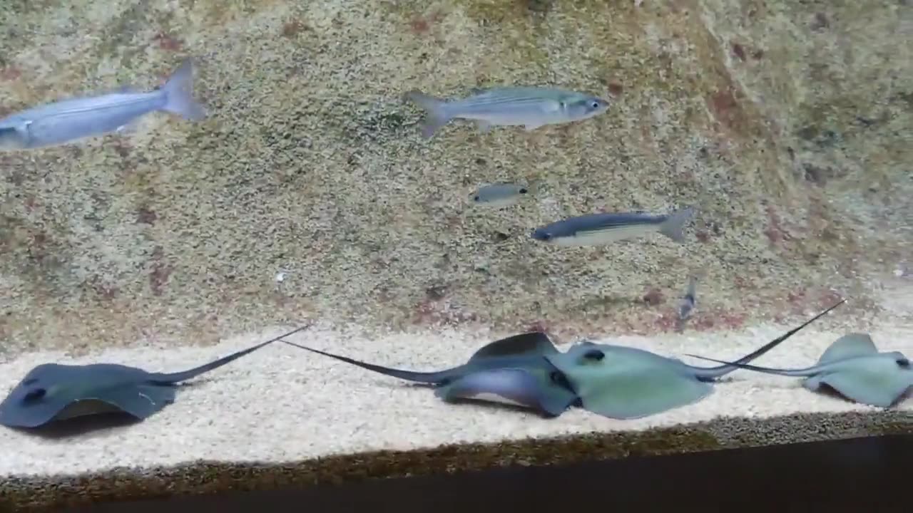 Strange Fish