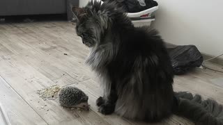 Hedhehog wants to be a friend with Maine Coon 2