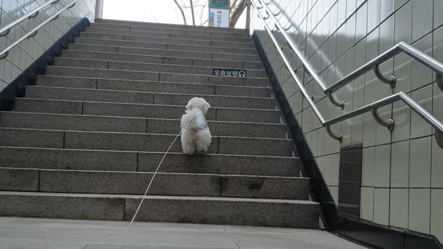 Dog going up the stairs