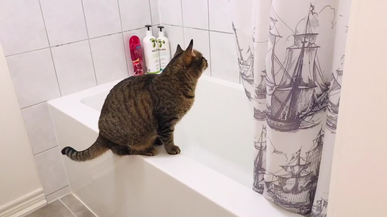 The cat saw something strange in the Shower