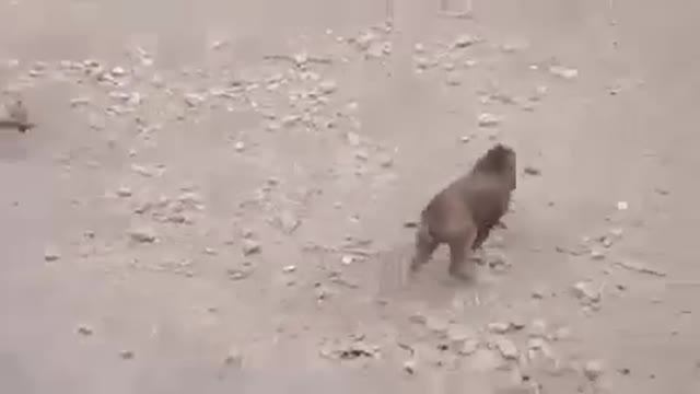 Dogs and pi fight