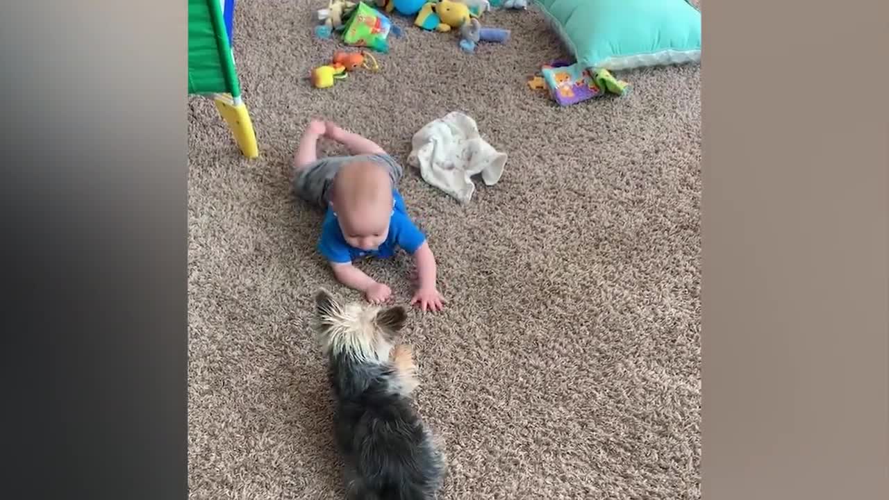 Adorable Baby Playing With Dog And Cat | Funny Baby And Pets | Dogs Story