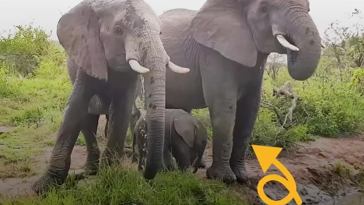 Baby Elephant Stuck In River Gets A Push From Mom | The Dodo