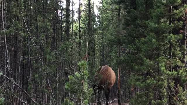 Bull Elk in the Rut Rubbing Antlers on Trees