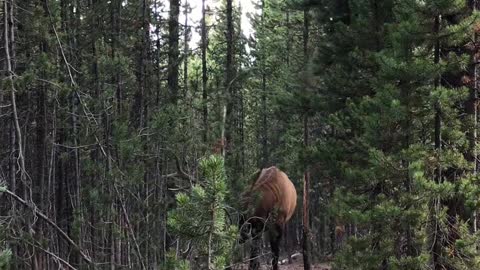 Bull Elk in the Rut Rubbing Antlers on Trees