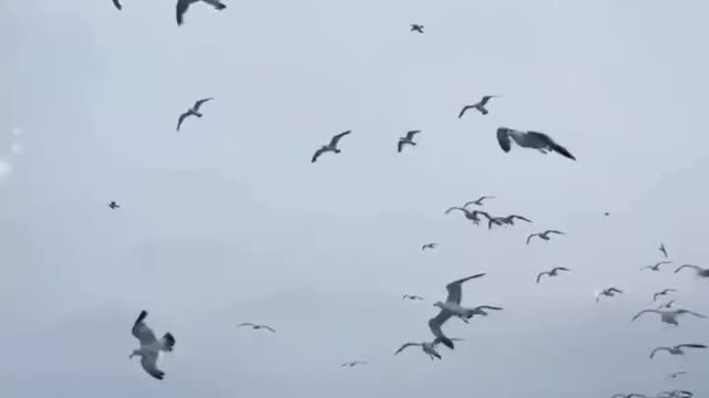 Meet a lot of seagulls by the sea