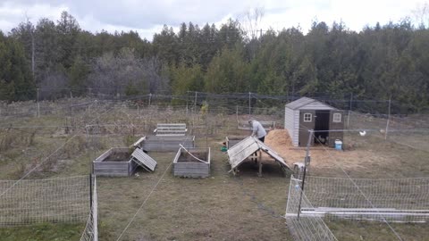 Chickens like to walk with me to keep me company as i work.