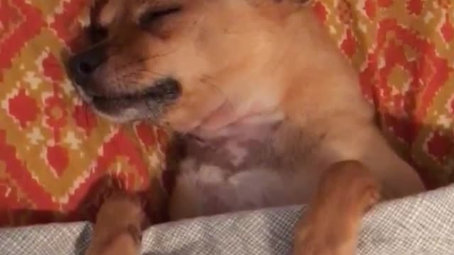 Chihuahua sleeping and tucked into bed