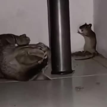 Believe In Tom and Jerry