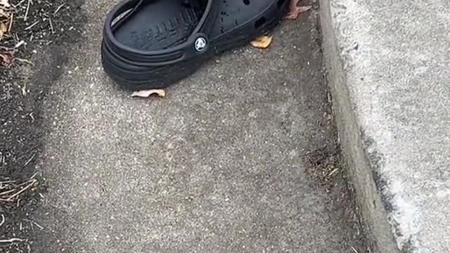 21_Someone pick up this croc already #day2 #crocs #sad