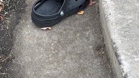 21_Someone pick up this croc already #day2 #crocs #sad