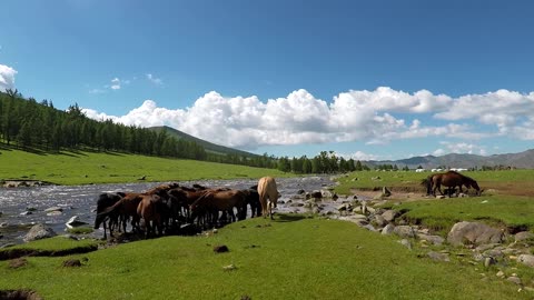 Cattle in the meadows of Mongolia