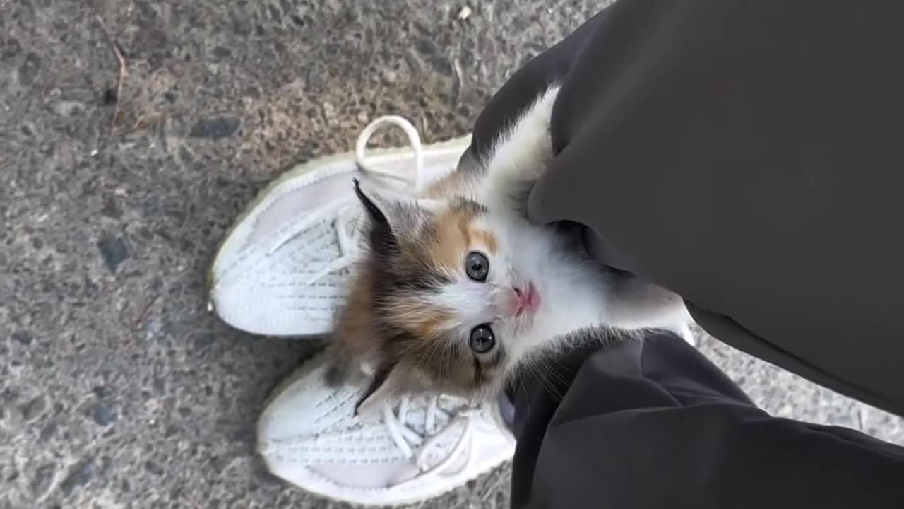 Cute cat funny video