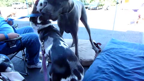 Great Danes Gunner and Moose Playing