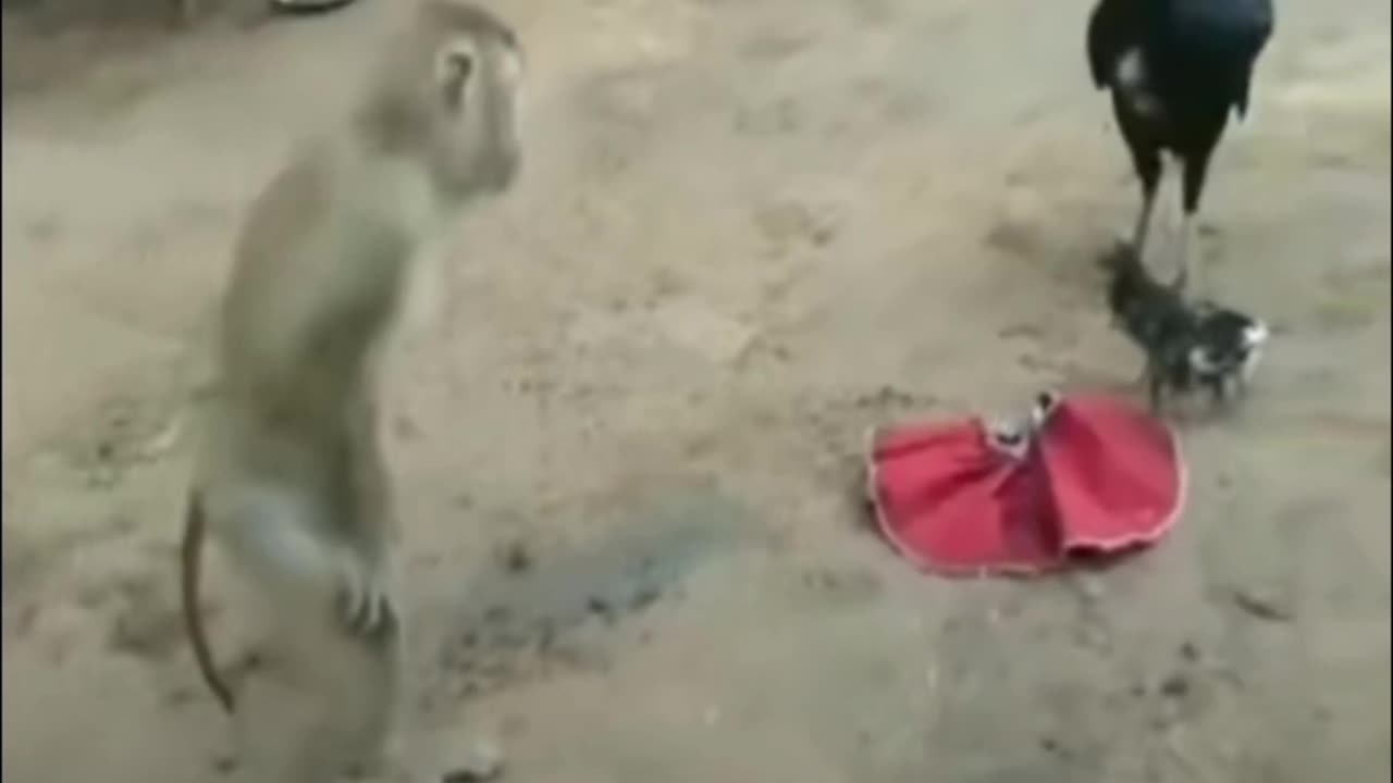 Hen & monkey funny video