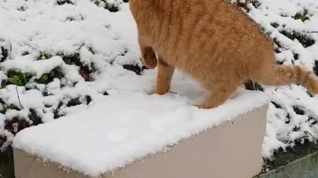 Buddy and Simba started exploring more in the snow | The huskymix becomes a junkie... kind of