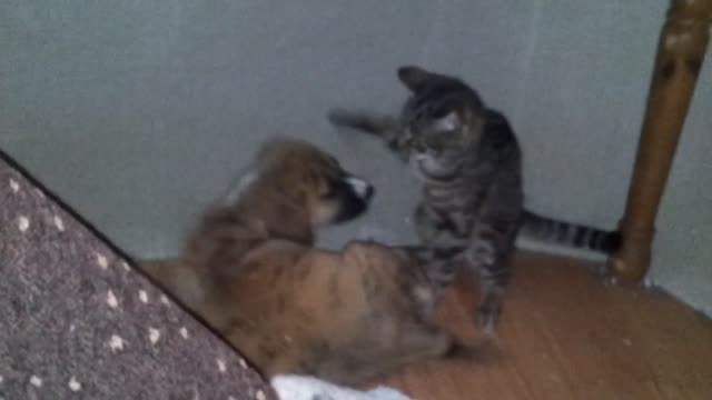 Puppy and Kitten play fighting