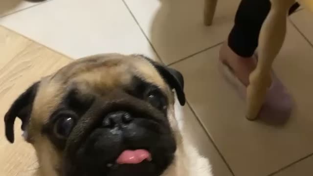 does your dog eat oranges?