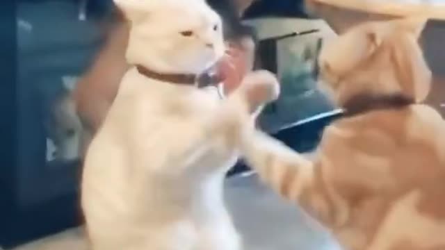 Funny two cat