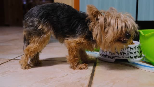 A CUTE DOG EATING FOOD ON A DOG PLATE