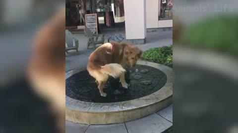 Dogs and Cats having fun. REALLY FUNNY