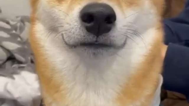 Where this dog has ears_ 😅 #shorts