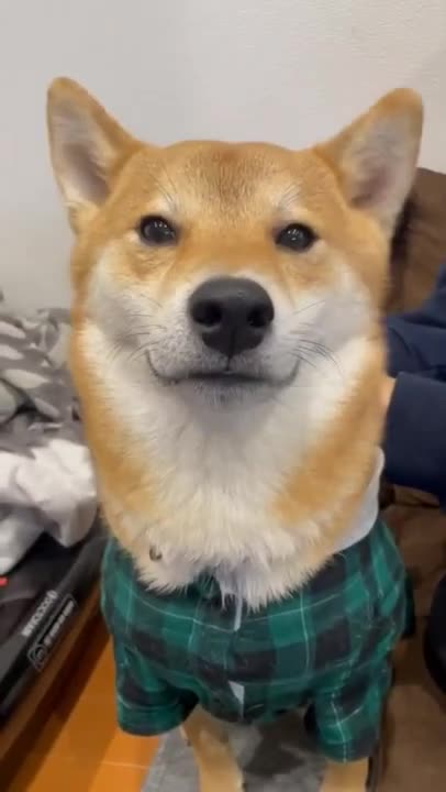 Where this dog has ears_ 😅 #shorts