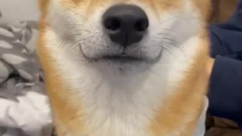 Where this dog has ears_ 😅 #shorts