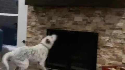 Ollie was intimidated by Halle Berry’s dogs on John Wick 3 😂😂