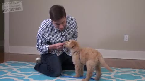 3 easy things you can teach your PUPPY