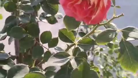 A flower swaying in the wind