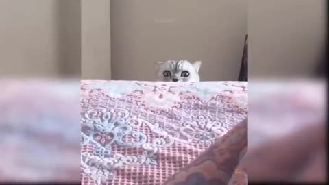 funny cat