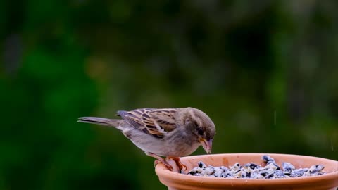 The bird eats grains