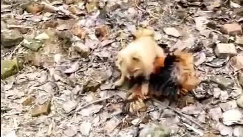 Chicken vs dog fight - funny dog fight/