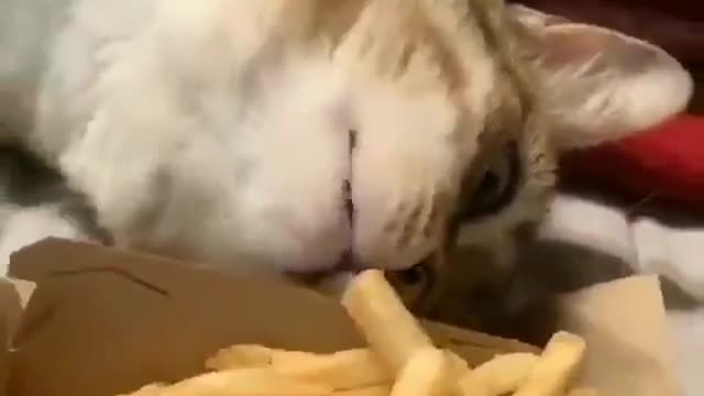 funny cats